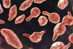 Endometriose pode estar relacionada à bactérias